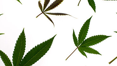 Defienda su investigación: ¿son los empresarios realmente rebeldes que fuman marihuana?