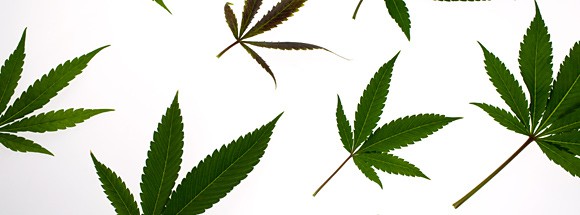 Defienda su investigación: ¿son los empresarios realmente rebeldes que fuman marihuana?
