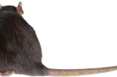 Las ratas pueden ser más inteligentes que las personas